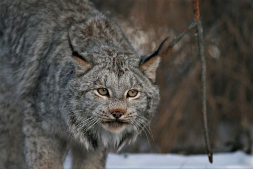 Lynx